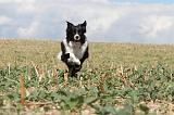 BORDER COLLIE 069